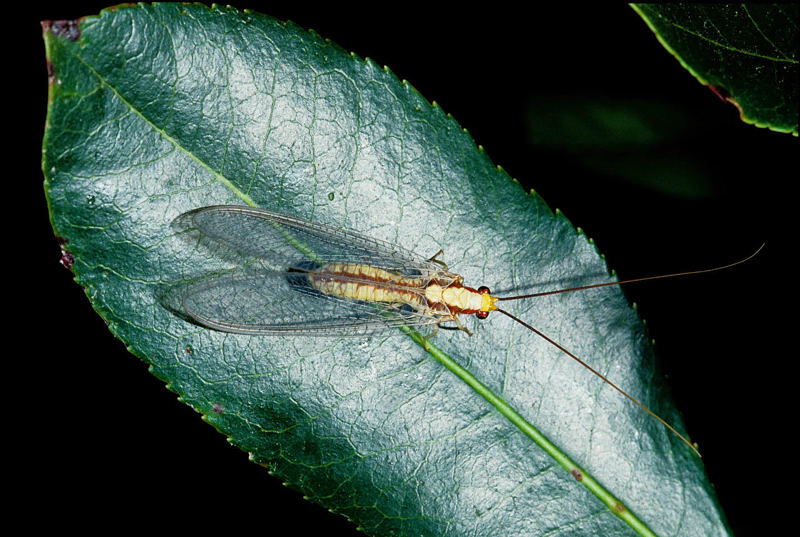 Italochrysa italica (Planipennia, Chrysopidae)